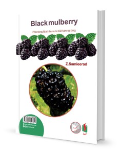 شاه توت کاشت، داشت و برداشت 2